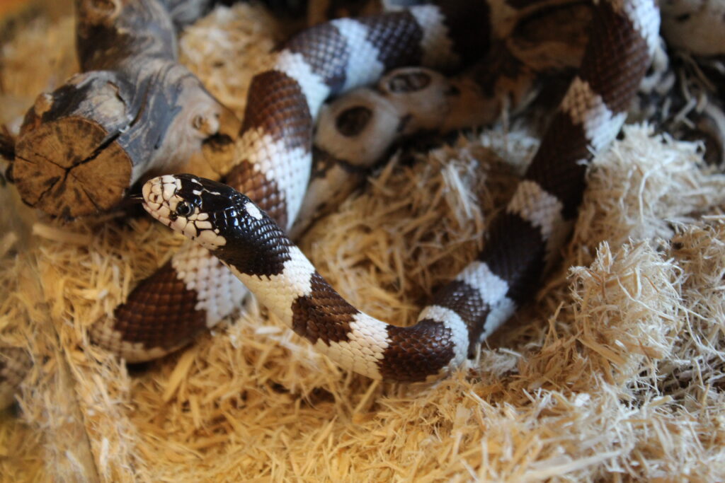 California Kingsnake on Aspen bedding.