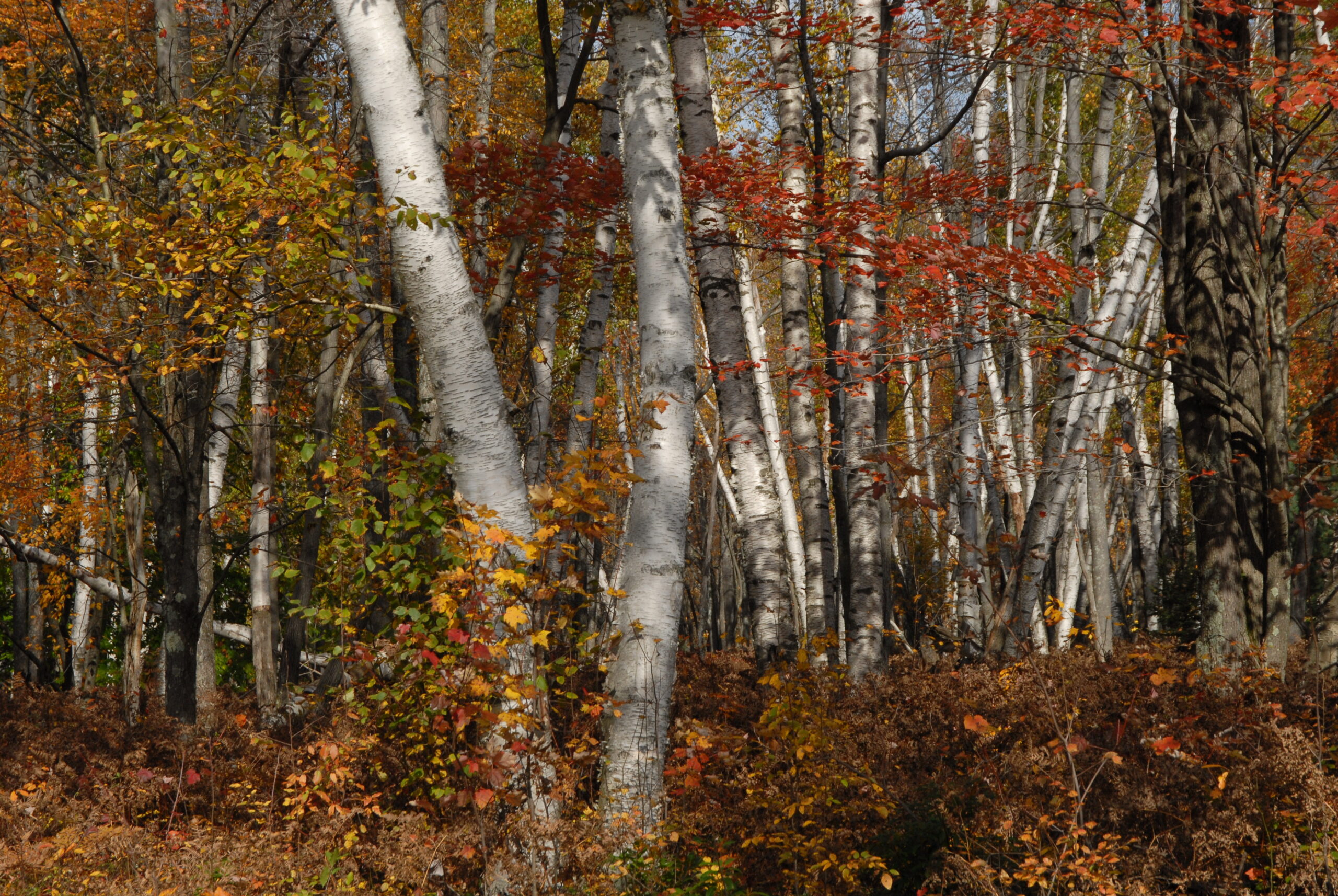 Tanglefoot Trail in the fall.