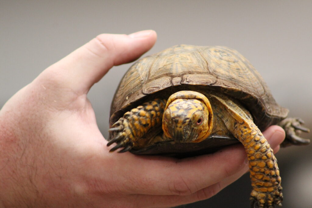 A Box Turtle being held up to the camera.