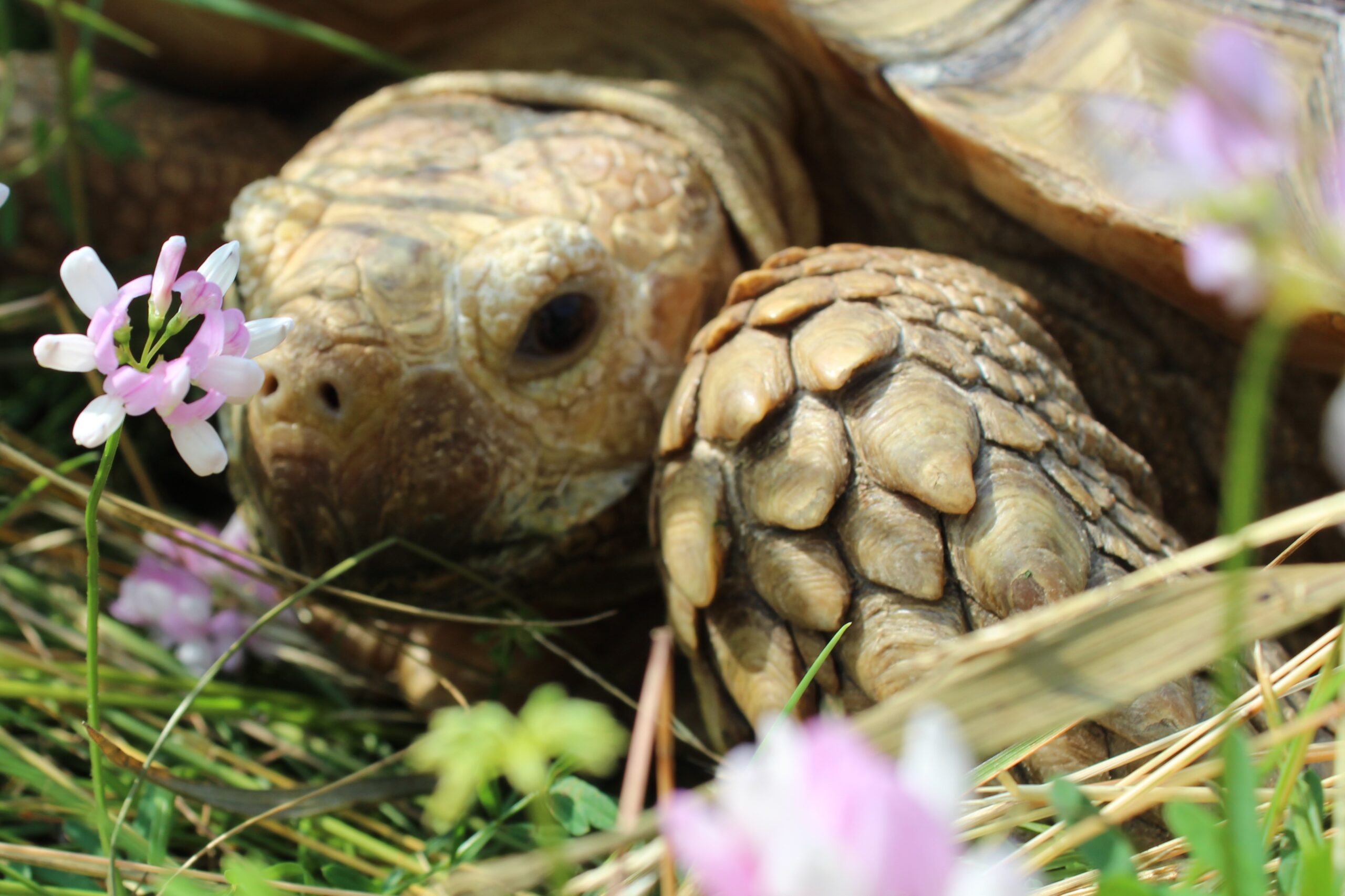 Extreme close up of Sulcata Tortoise sitting in wild flowers.