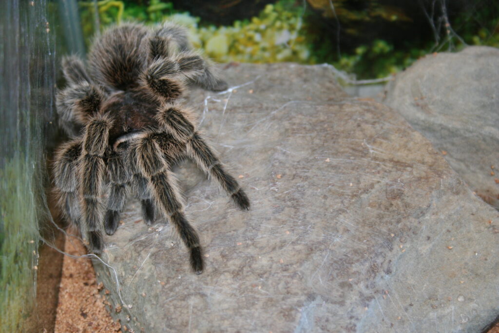 Curly Haired Tarantula sitting on a rock.