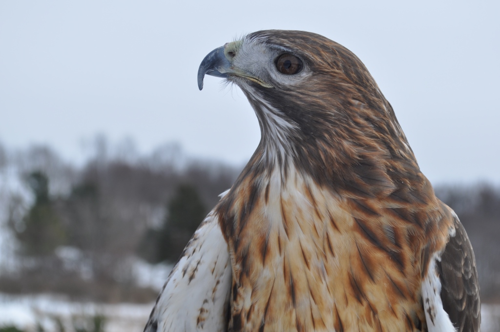 Side profile of a Red Winged Hawk.