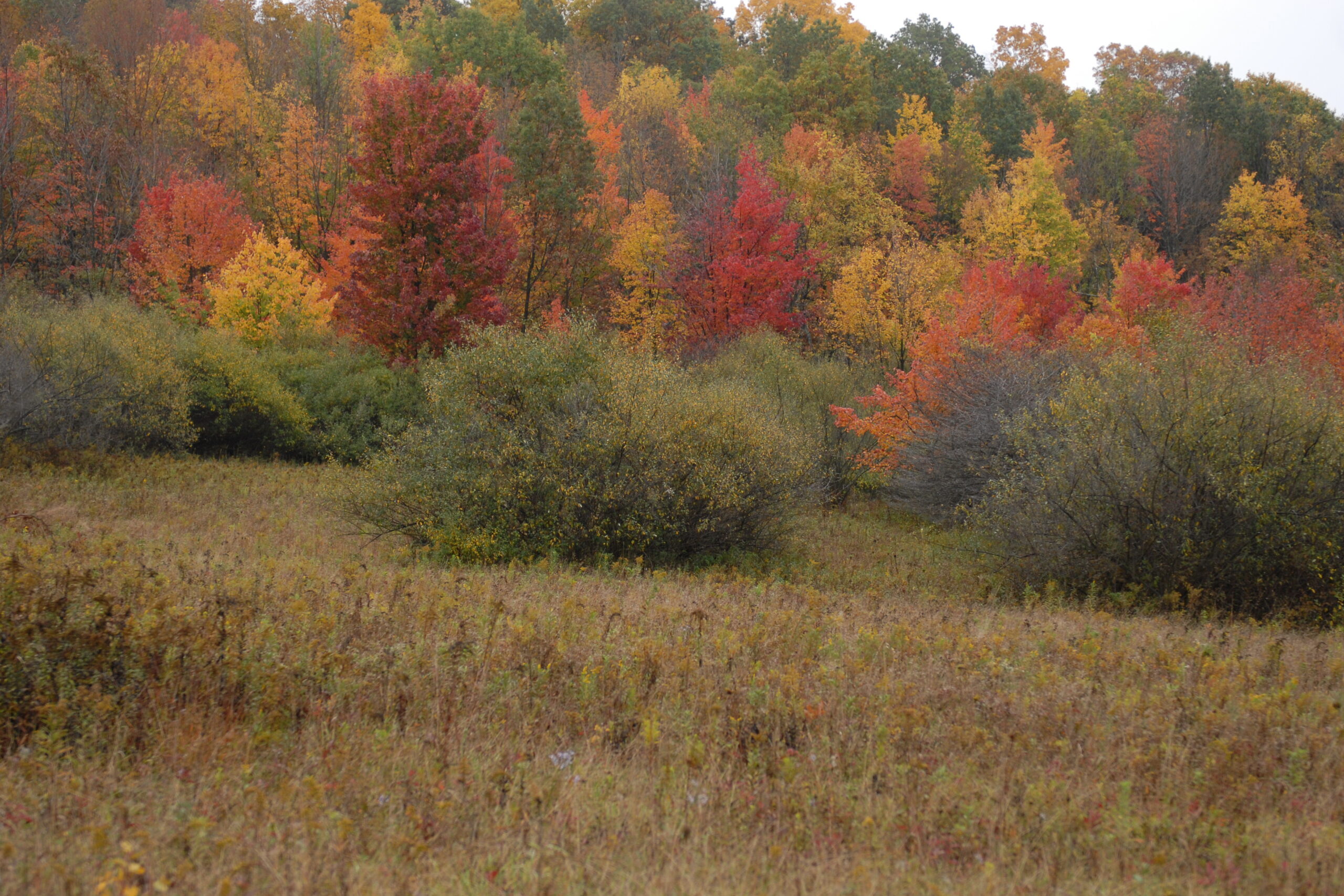 Whitetail Trail in the fall.