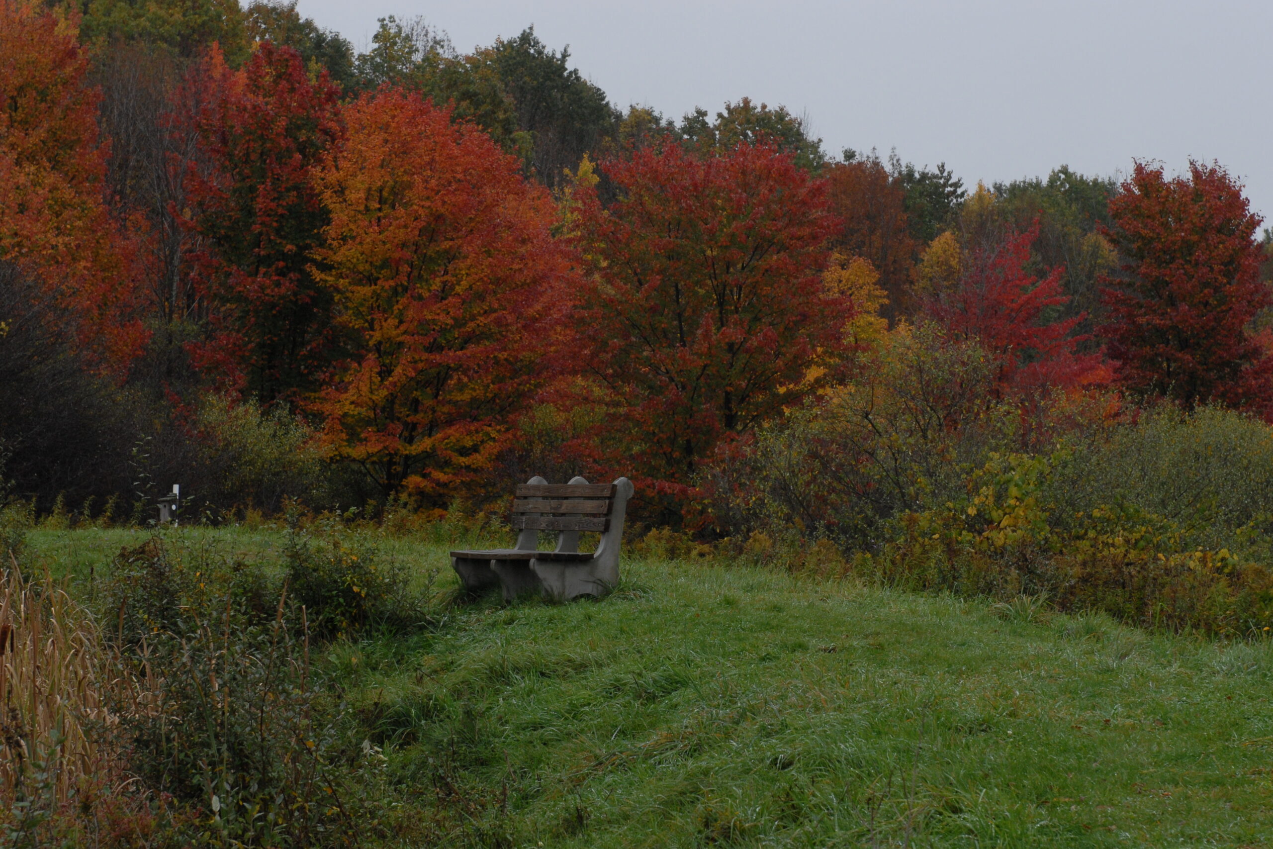 Hoffman Tree Trail in the fall.