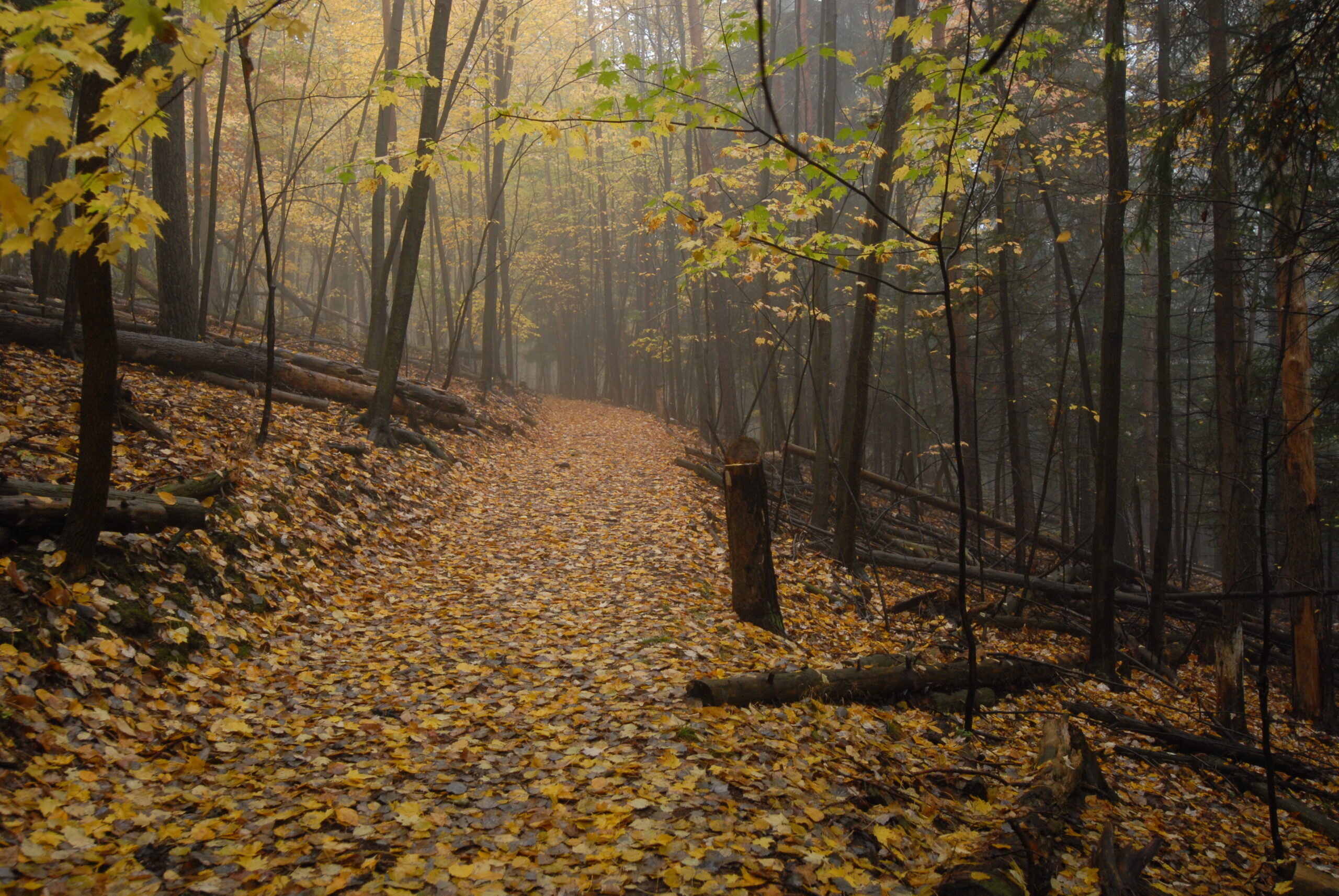 Bluebird Trail in the fall.