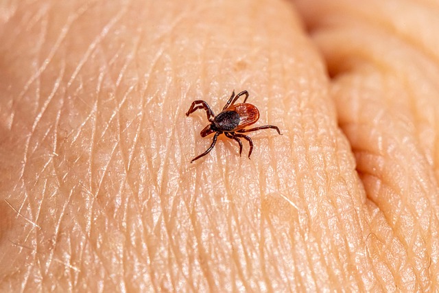 Close up of ick sitting on a hand.