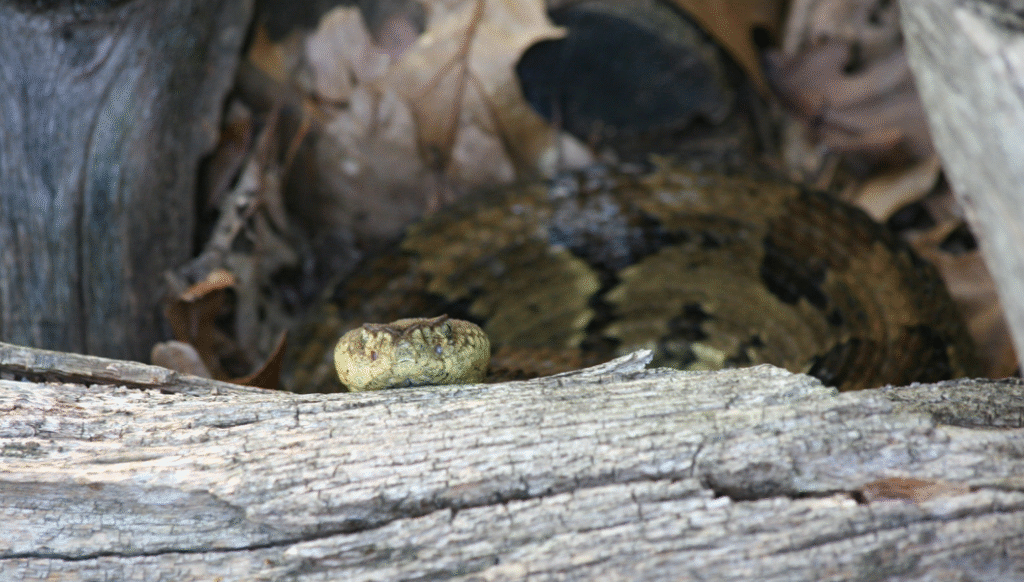 Timber Rattlesnake resting its head on a log.