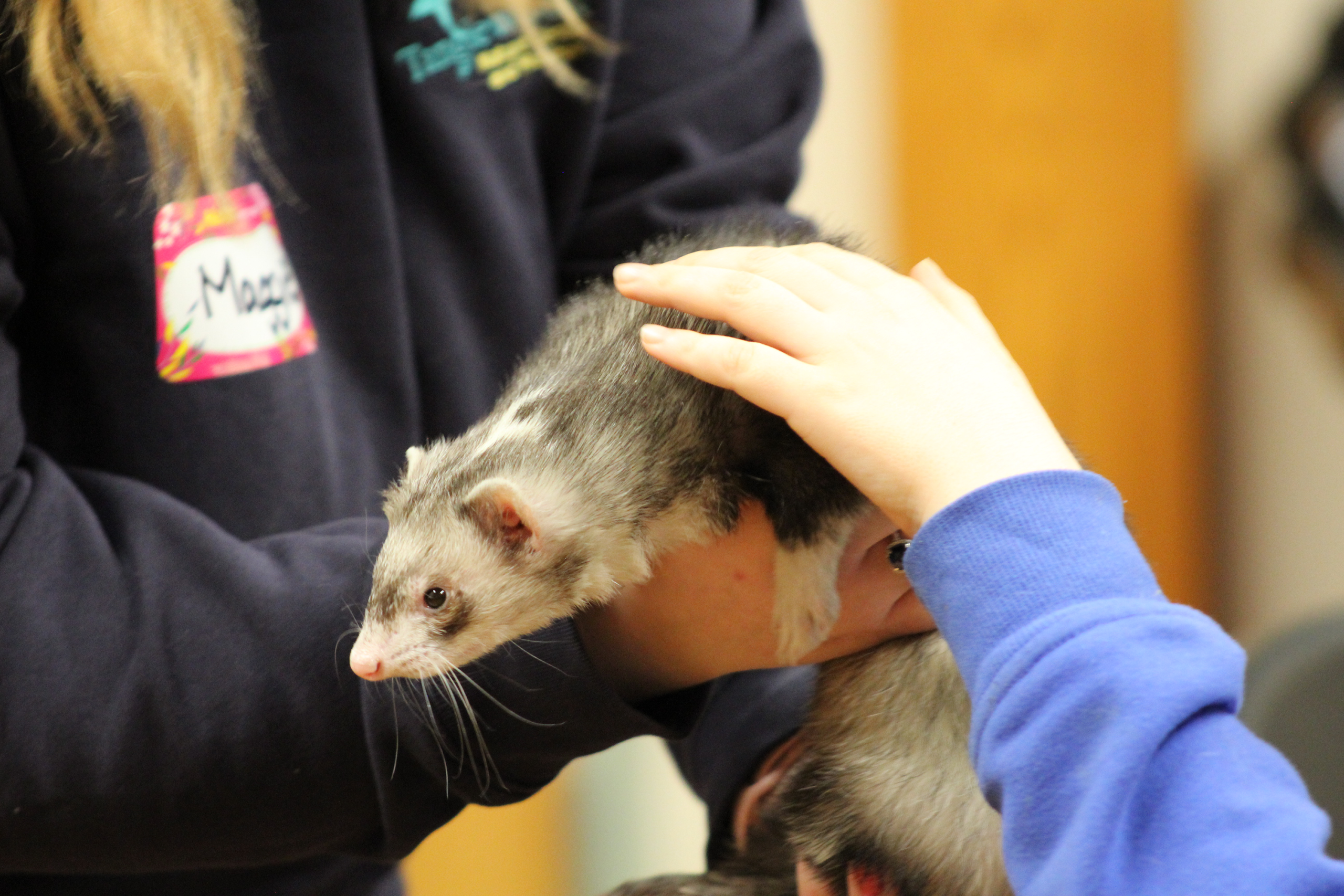 Midshot of a staff member giving a group of kids an animal show on hawks.