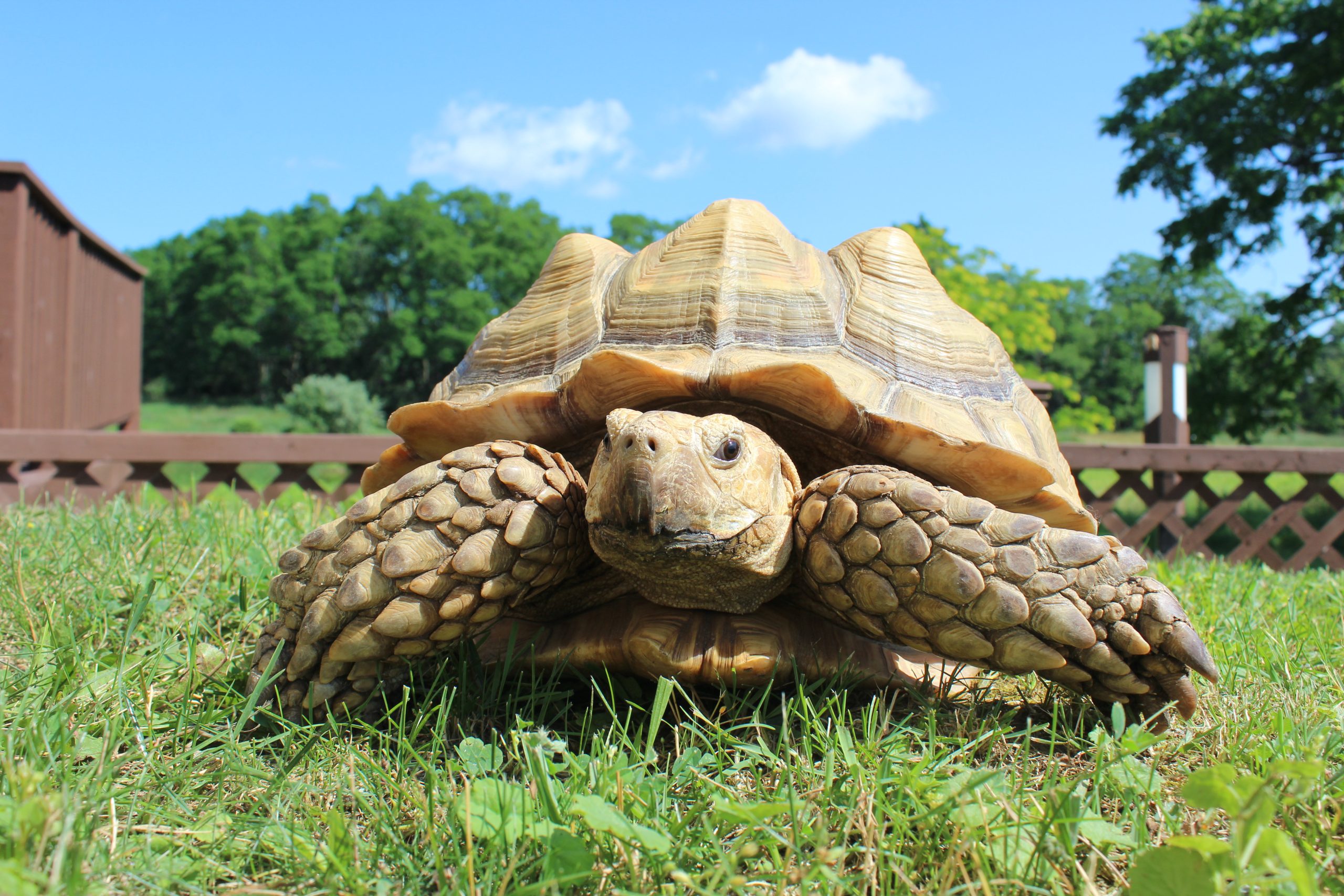Front view of Bernice the sulcata tortoise.