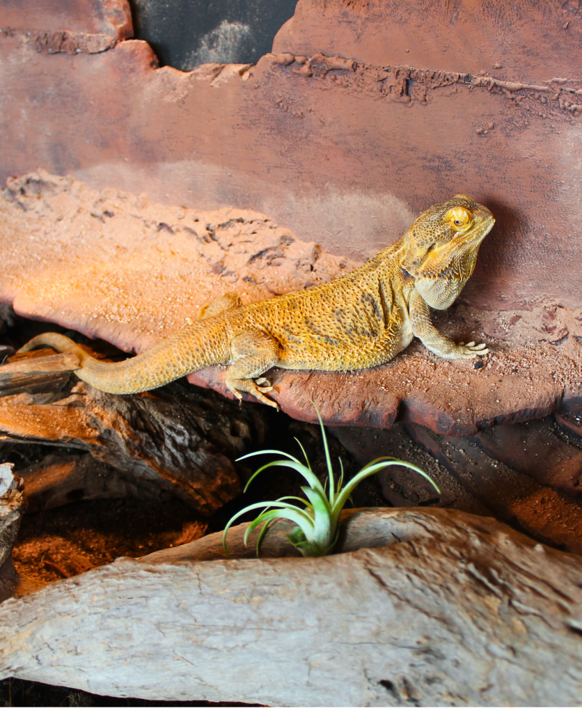 Side profile of a Bearded Dragon.